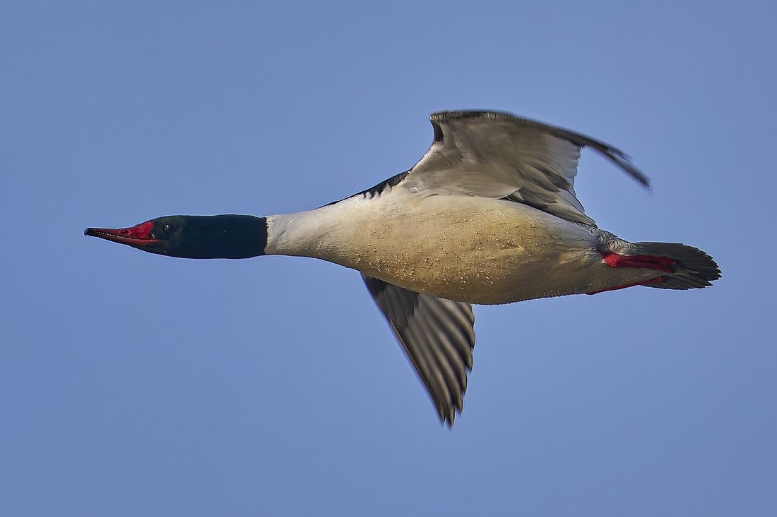 Gänsesäger