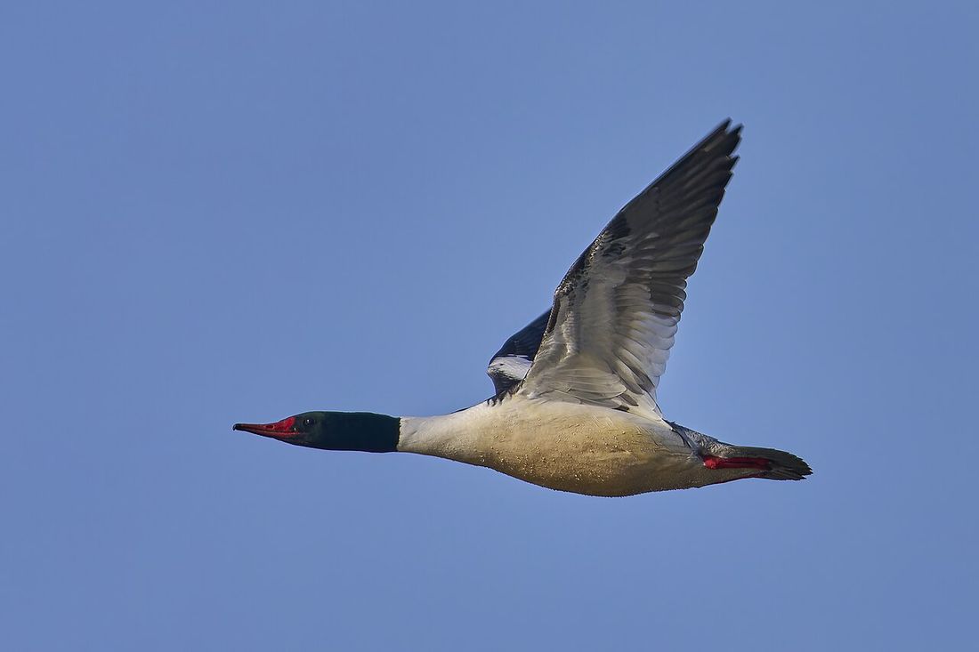 Gänsesäger