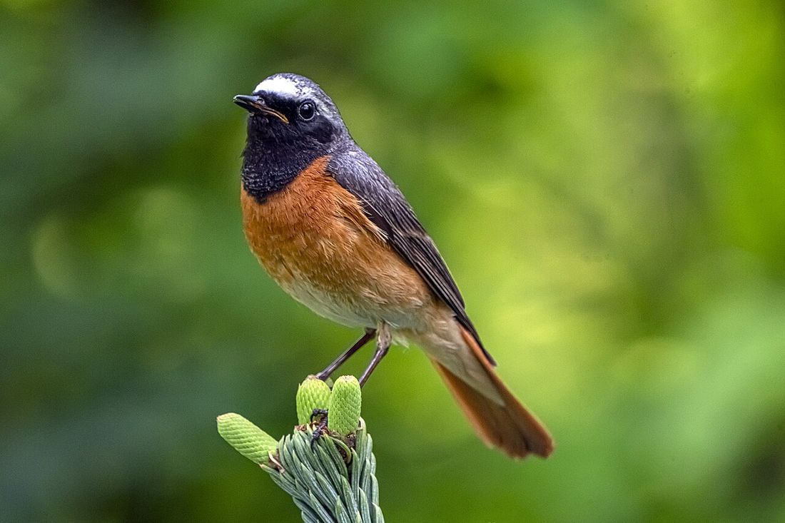 Gartenrotschwanz (Phoenicurus phoenicurus)