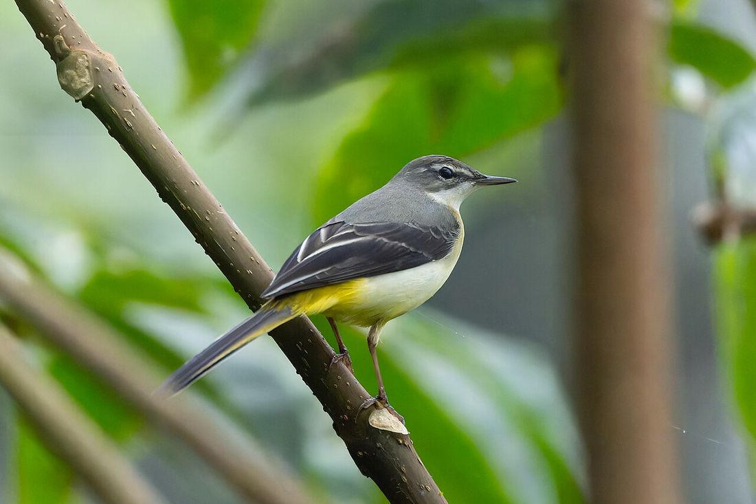 Gebirgsstelze (Motacilla cinerea)