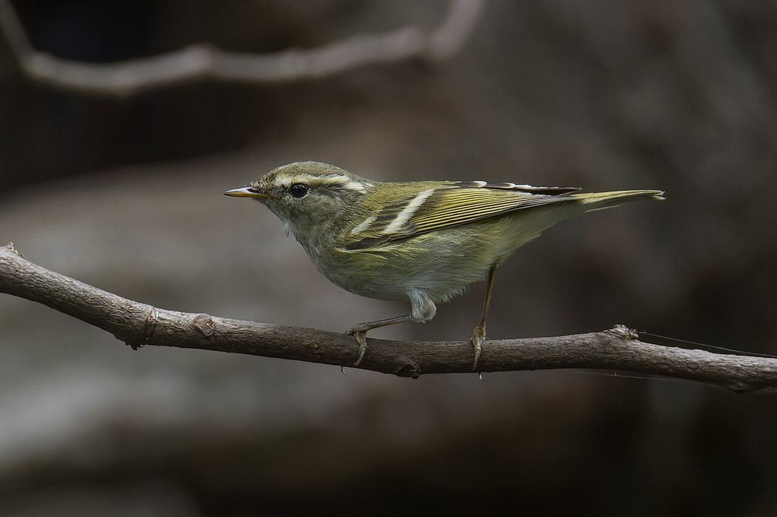 Gelbbrauen-Laubsänger (Phylloscopus inornatus)
