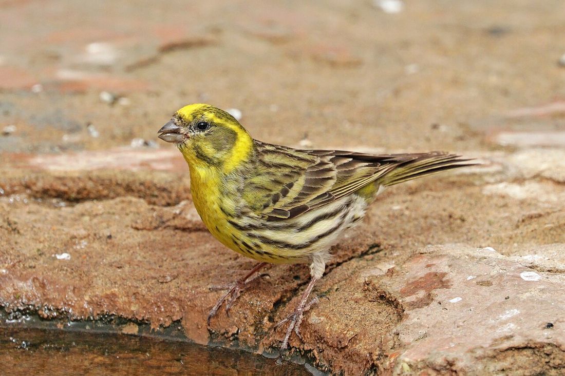 Girlitz (Serinus serinus)