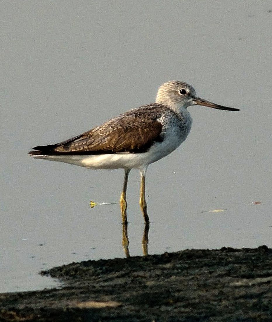 Grünschenkel