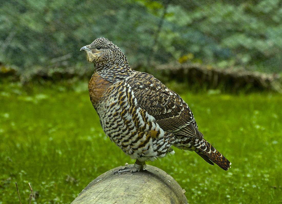 Haselhuhn