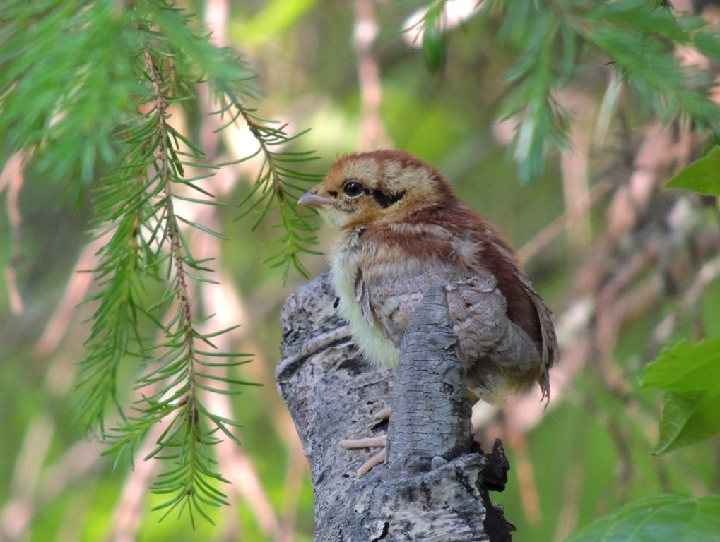 Haselhuhn