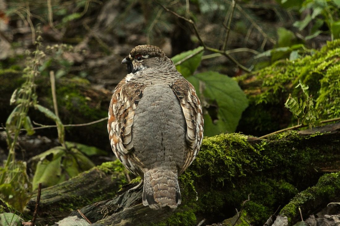 Haselhuhn