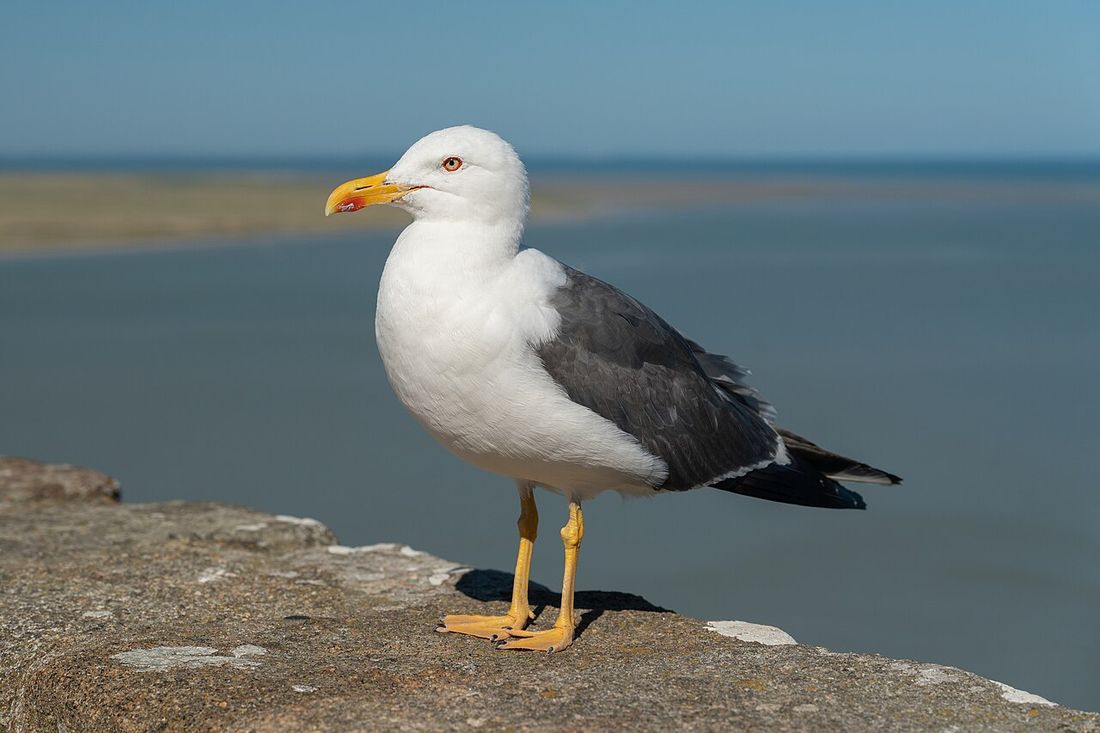 Heringsmöwe