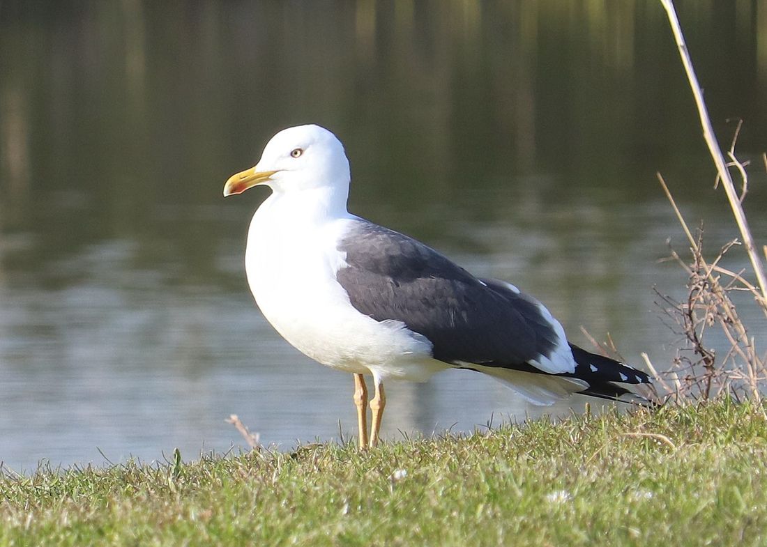 Heringsmöwe