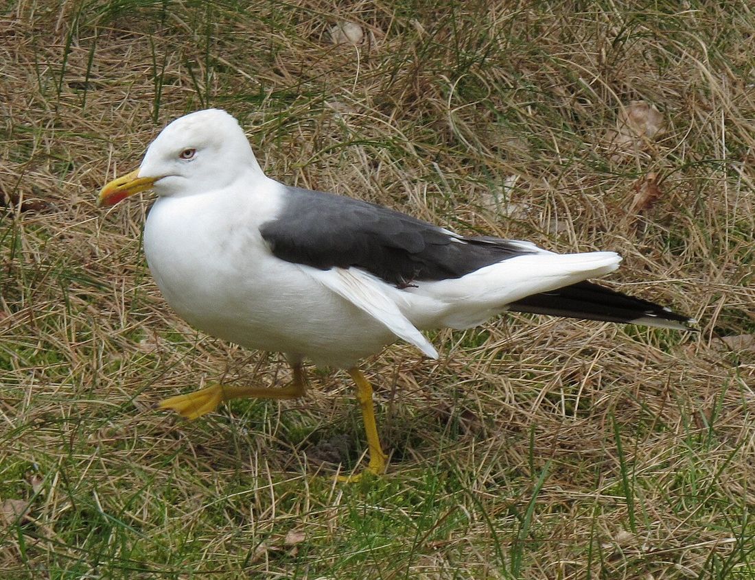 Heringsmöwe