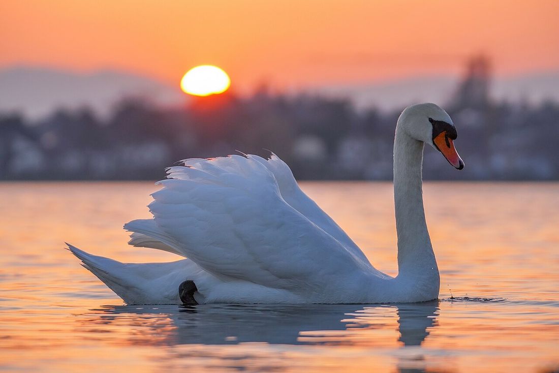 Höckerschwan