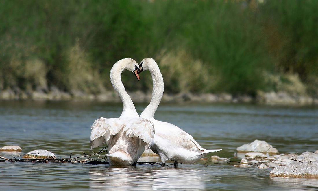 Höckerschwan