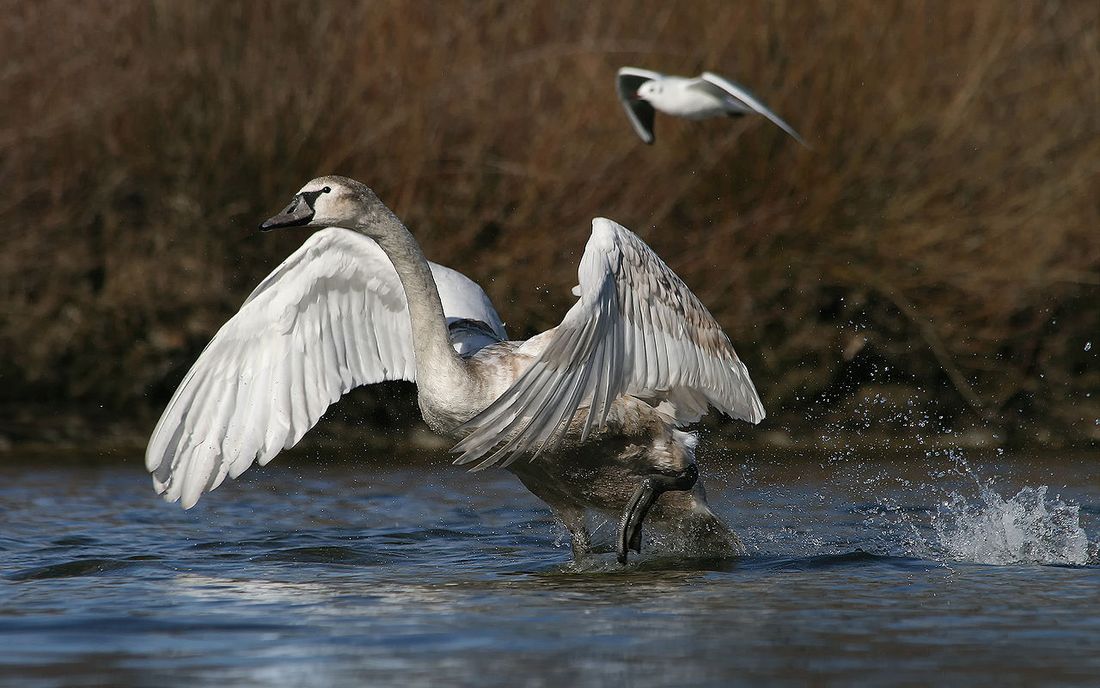 Höckerschwan