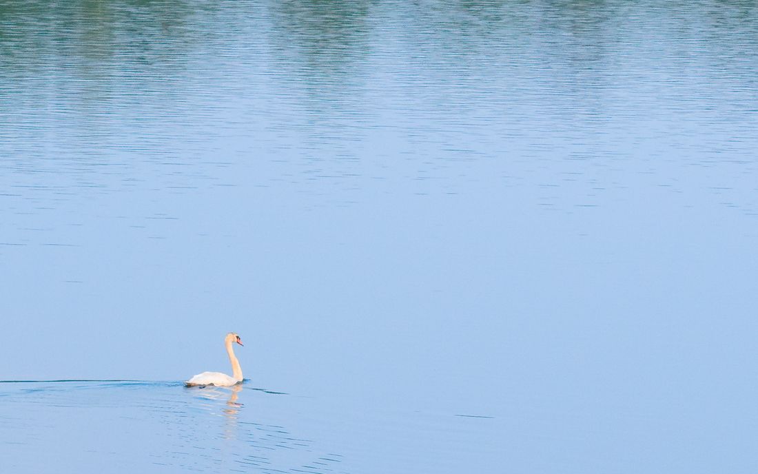 Höckerschwan