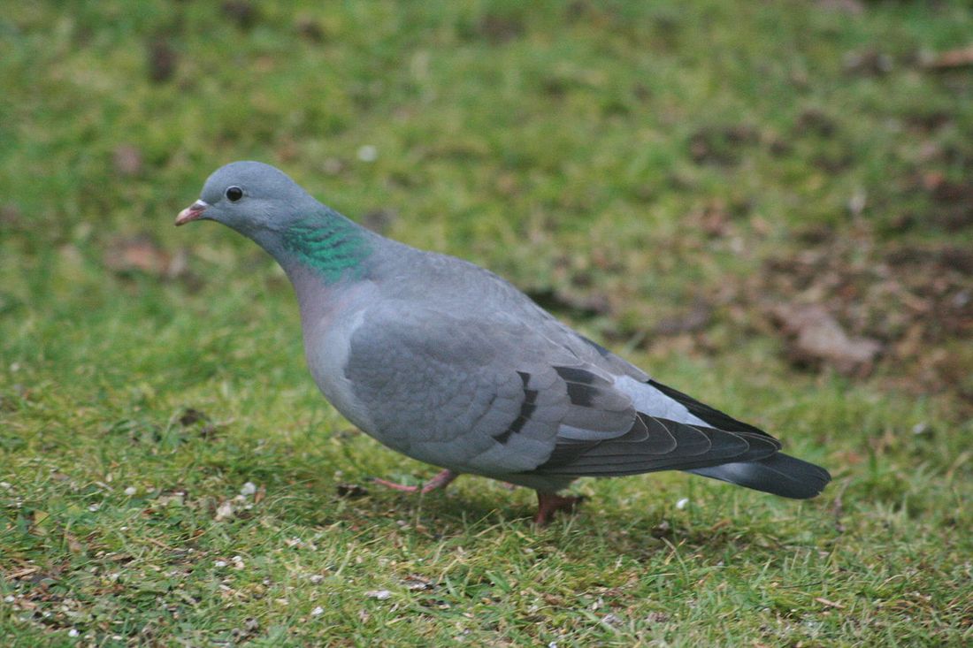 Hohltaube