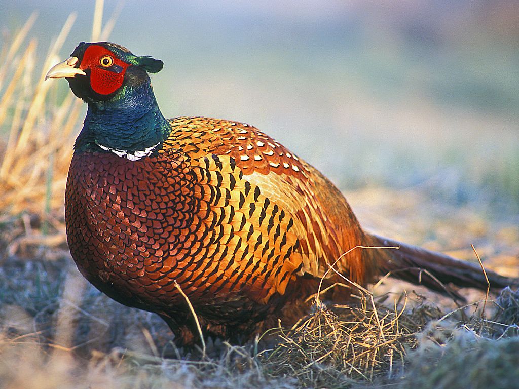 Jagdfasan