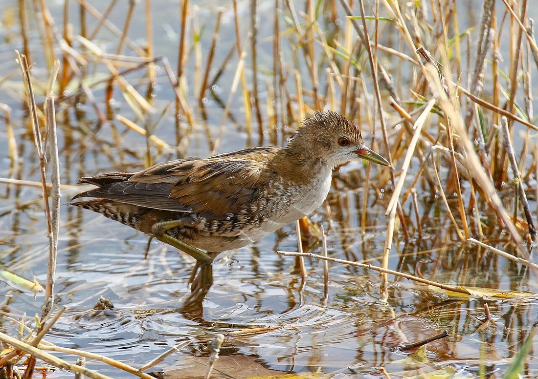 Kleinsumpfhuhn