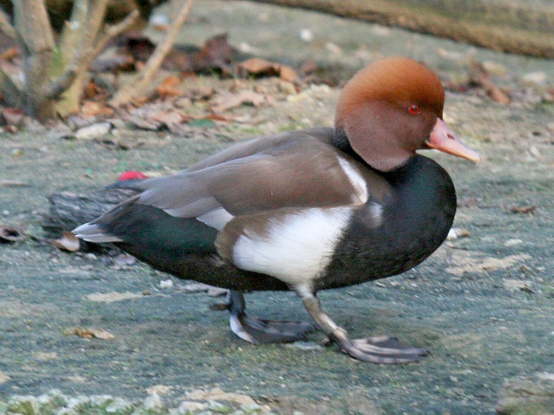Kolbenente