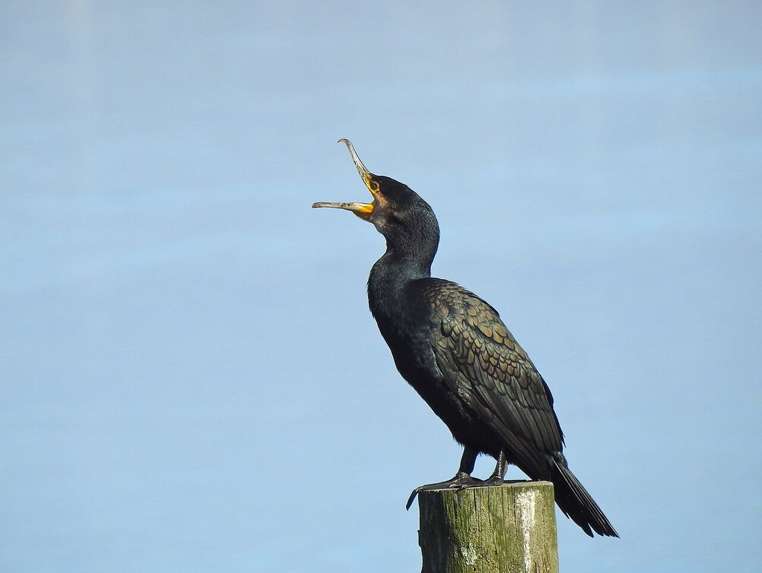 Kormoran