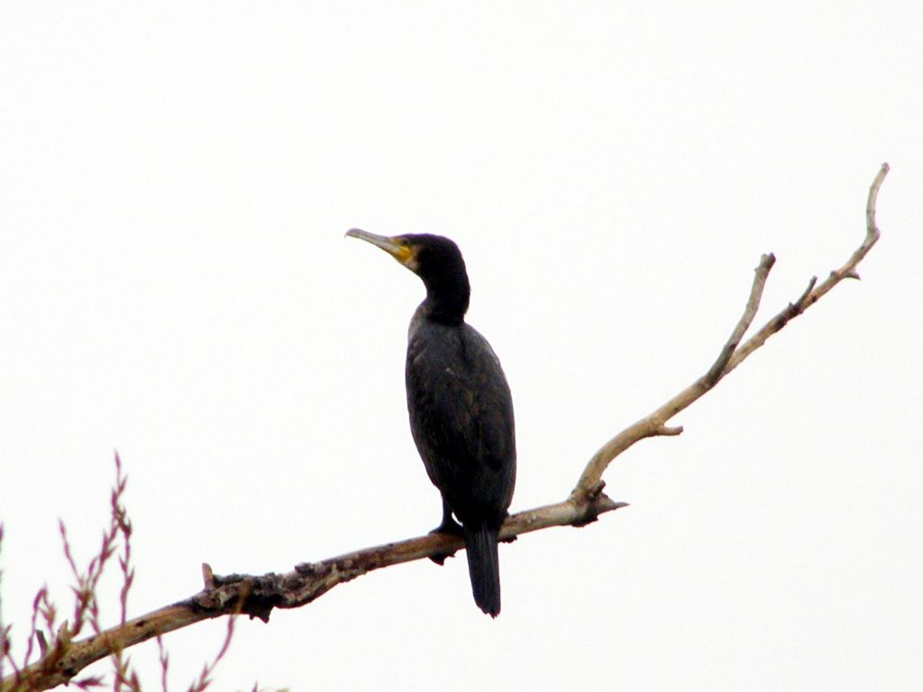Kormoran
