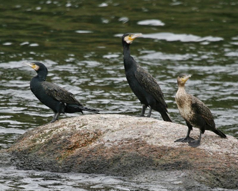 Kormoran