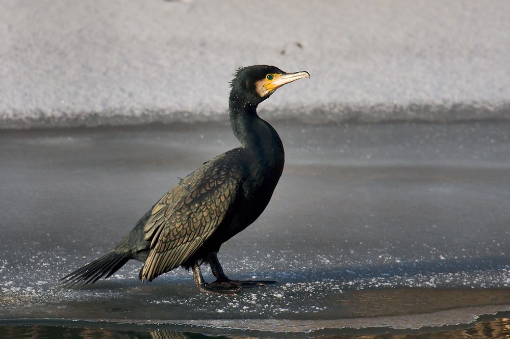 Kormoran