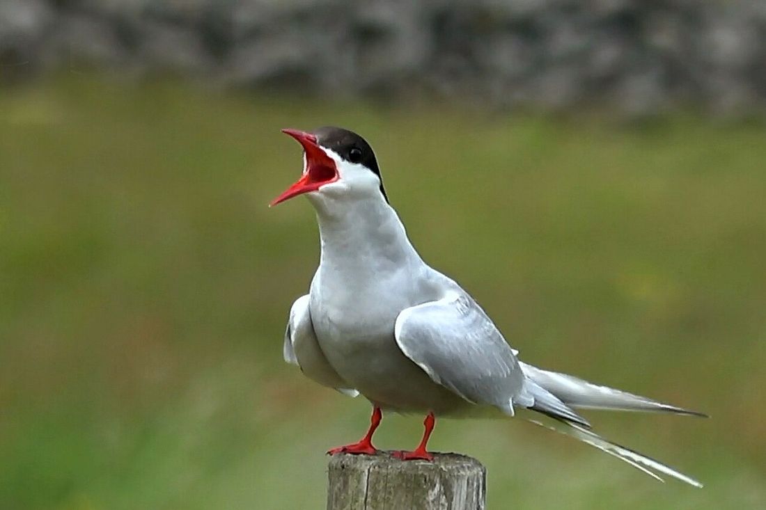 Küstenseeschwalbe