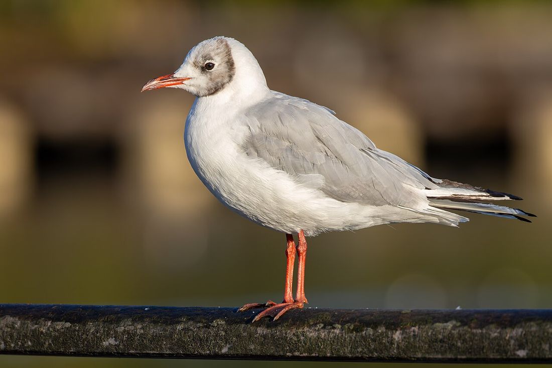 Lachmöwe