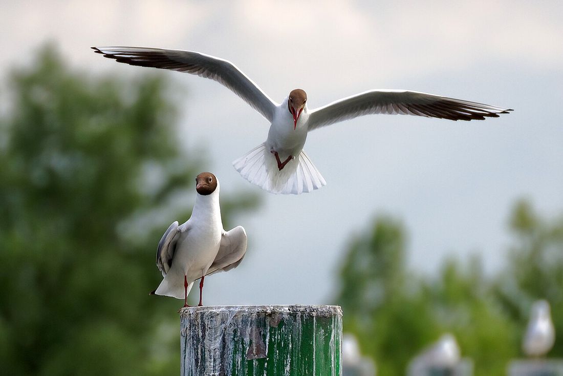 Lachmöwe