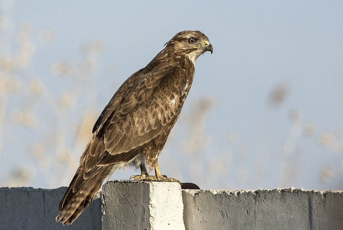 Mäusebussard