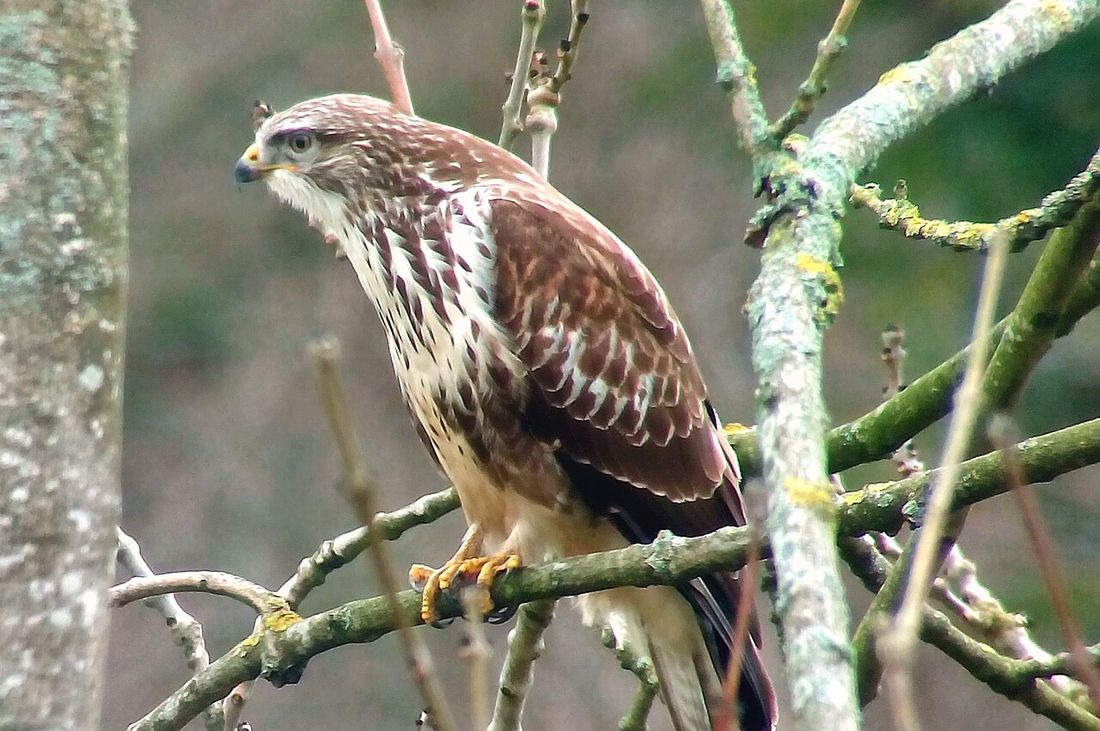 Mäusebussard