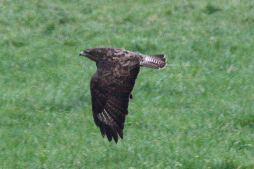 Mäusebussard