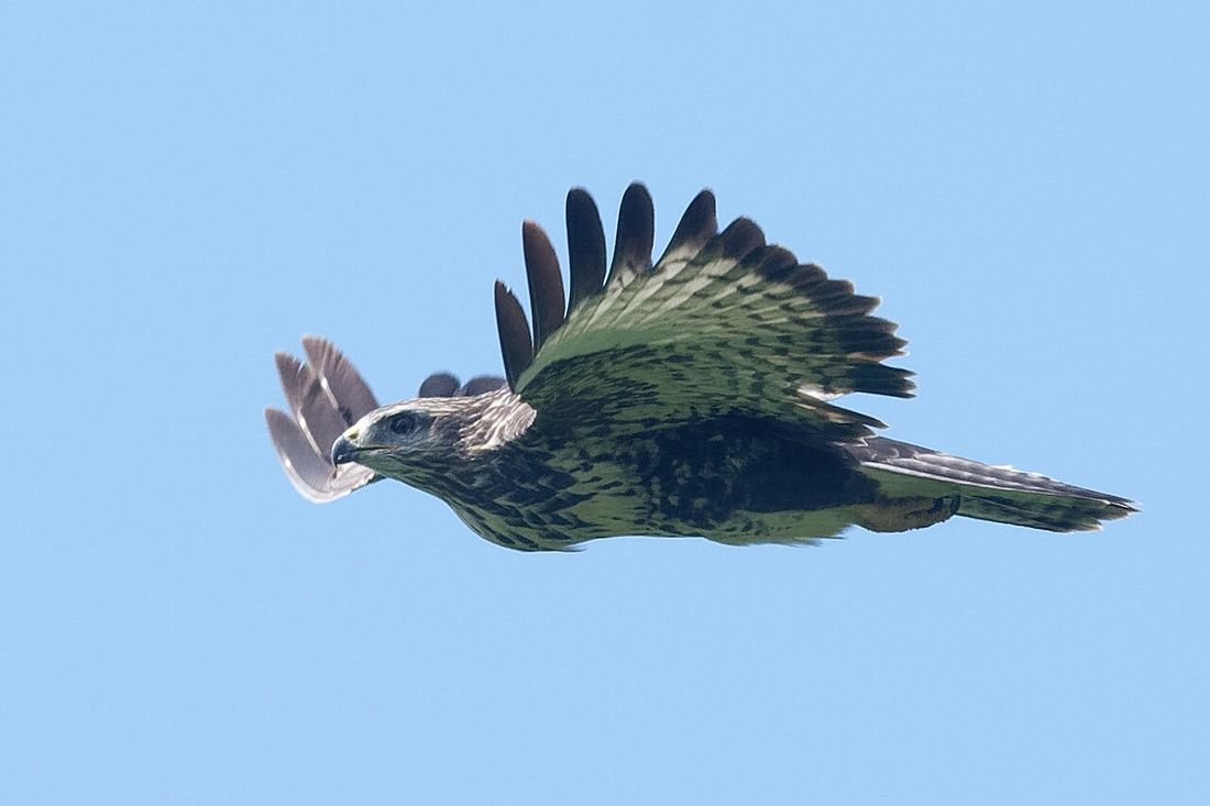 Mäusebussard