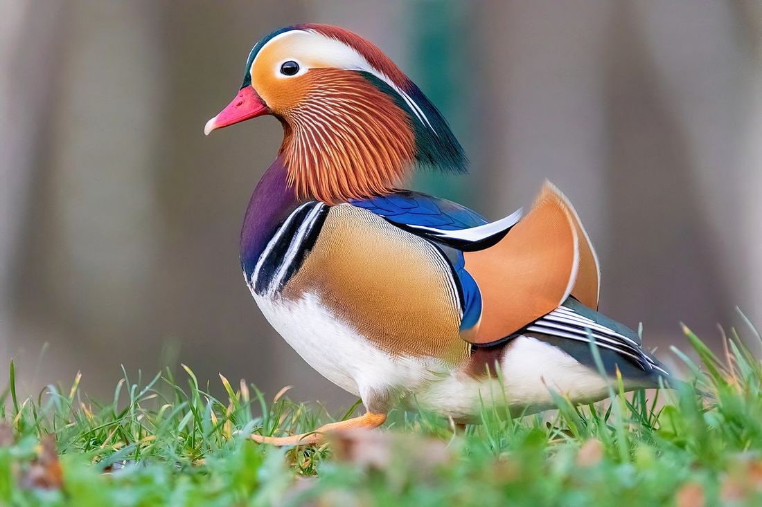 Mandarinente