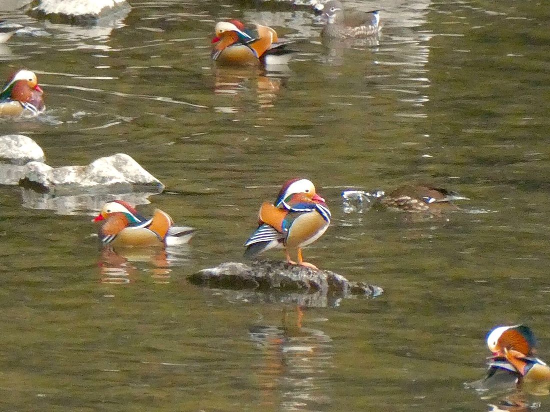 Mandarinente