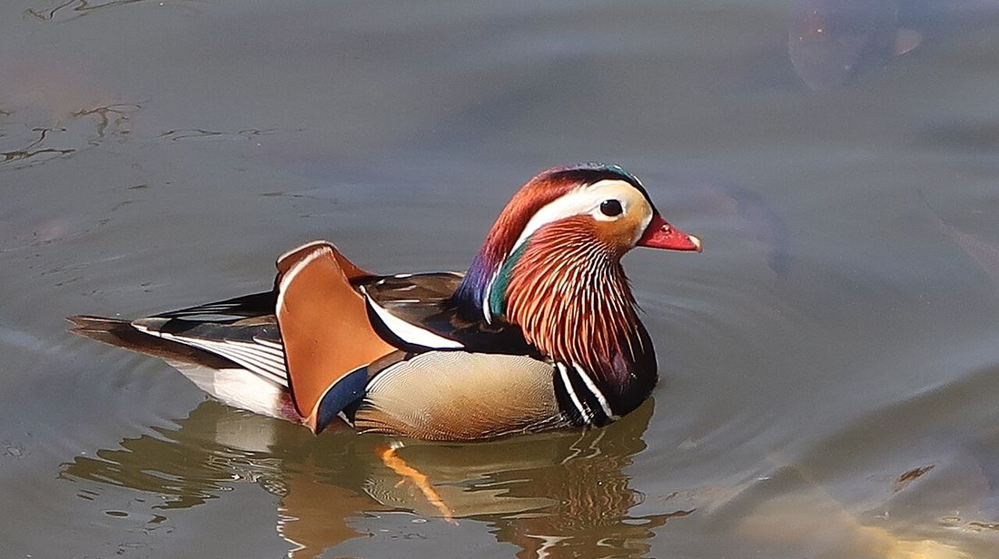 Mandarinente