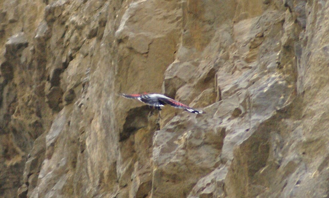 Mauerläufer
