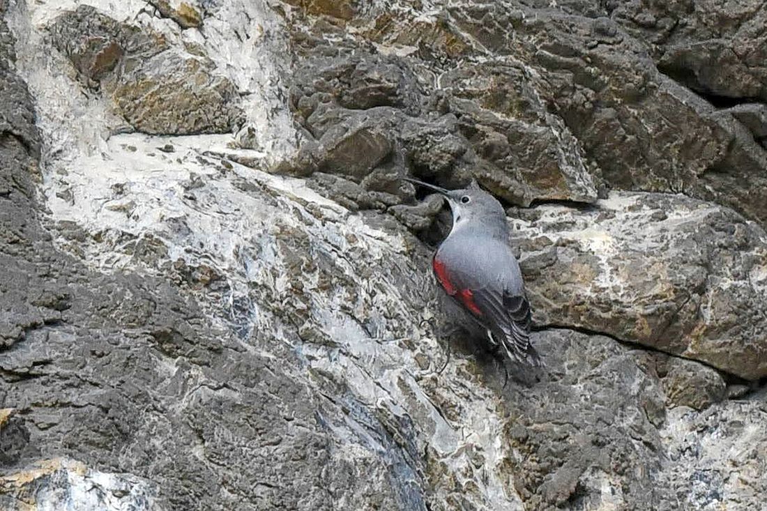 Mauerläufer