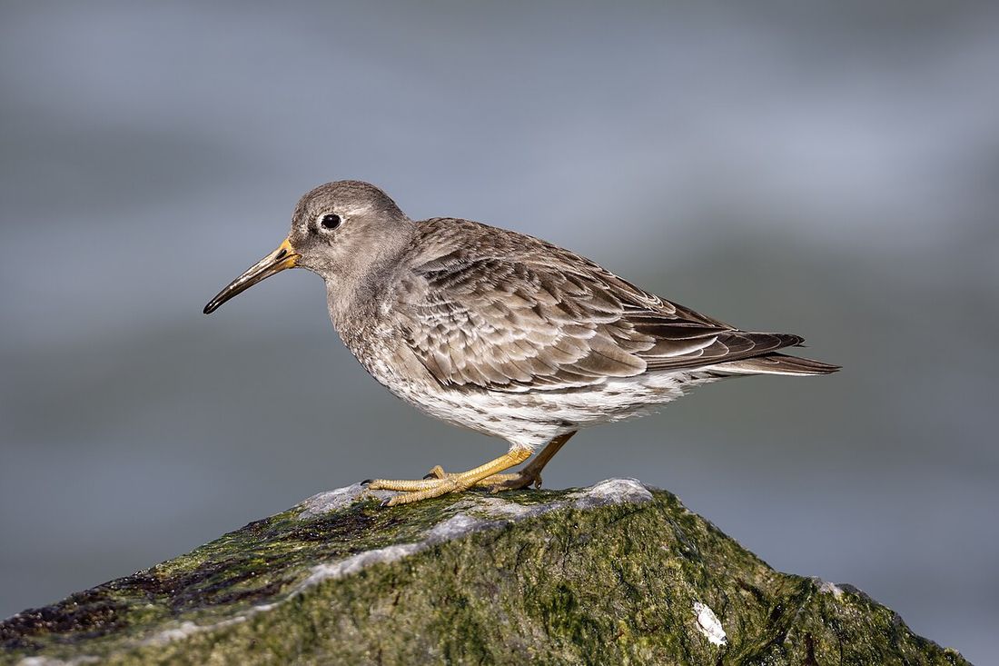 Meerstrandläufer