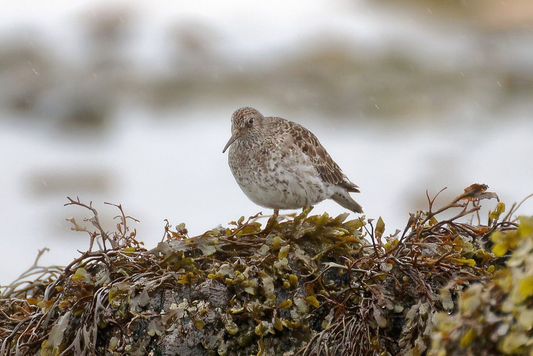 Meerstrandläufer