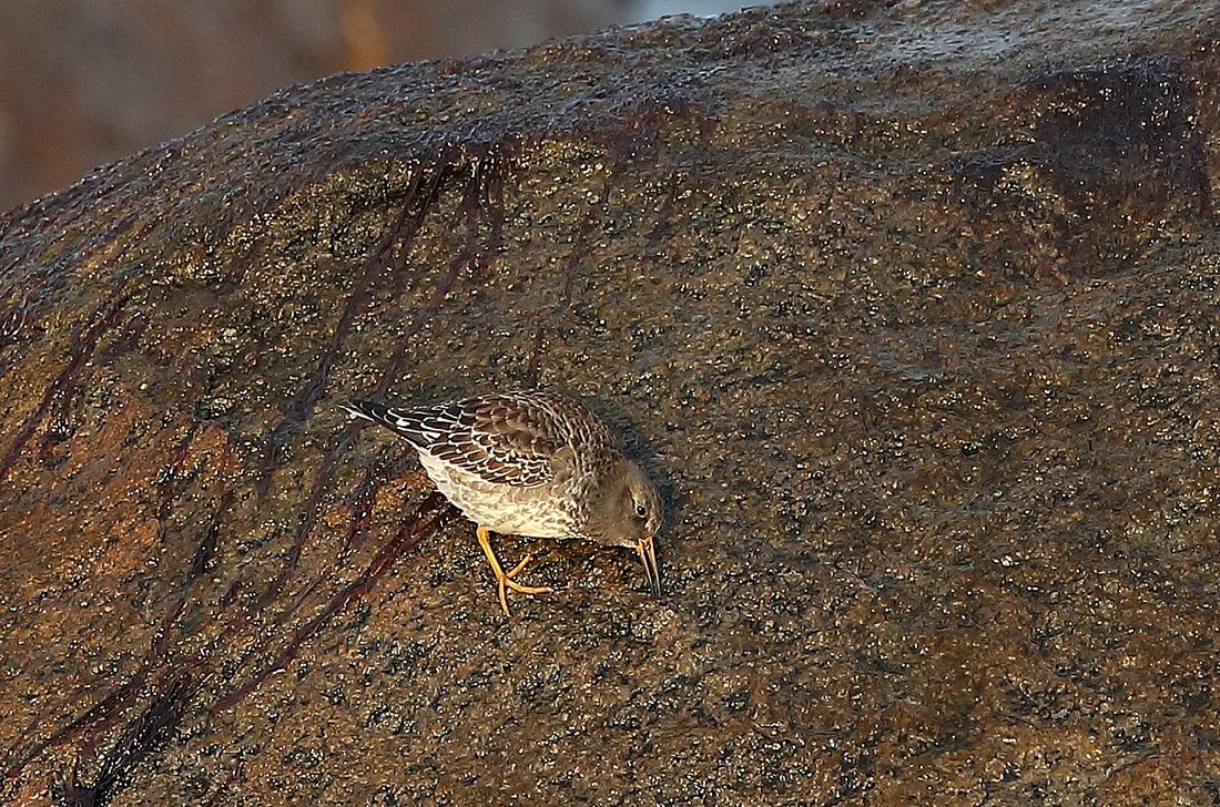Meerstrandläufer