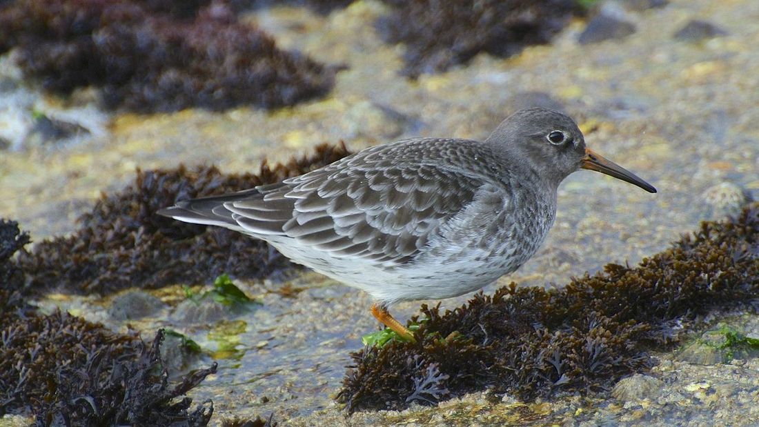 Meerstrandläufer