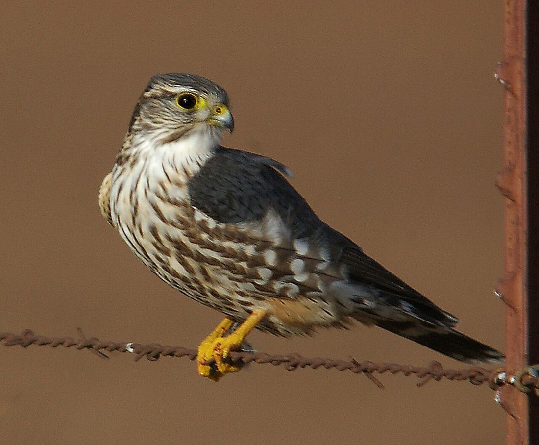 Merlin