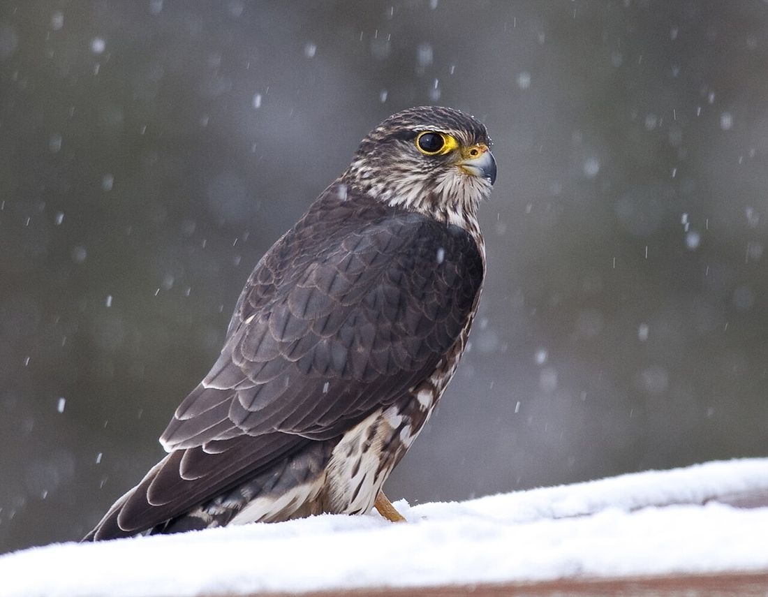 Merlin
