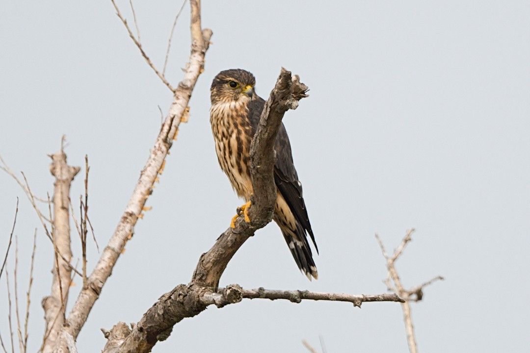 Merlin