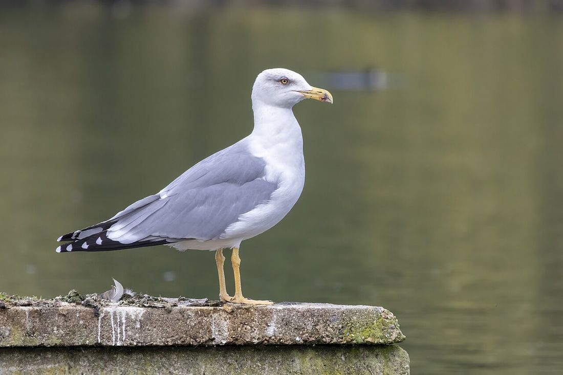 Mittelmeermöwe