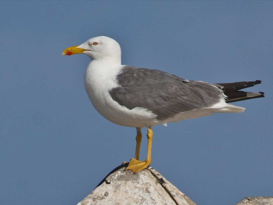 Mittelmeermöwe