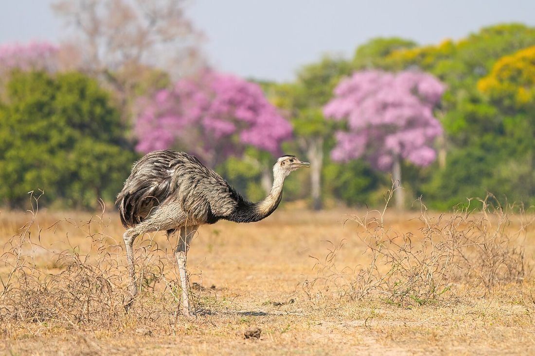 Nandu