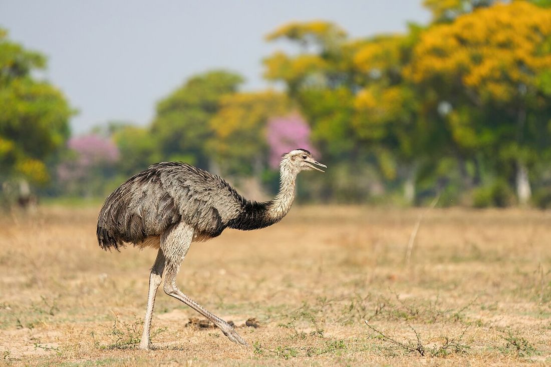 Nandu