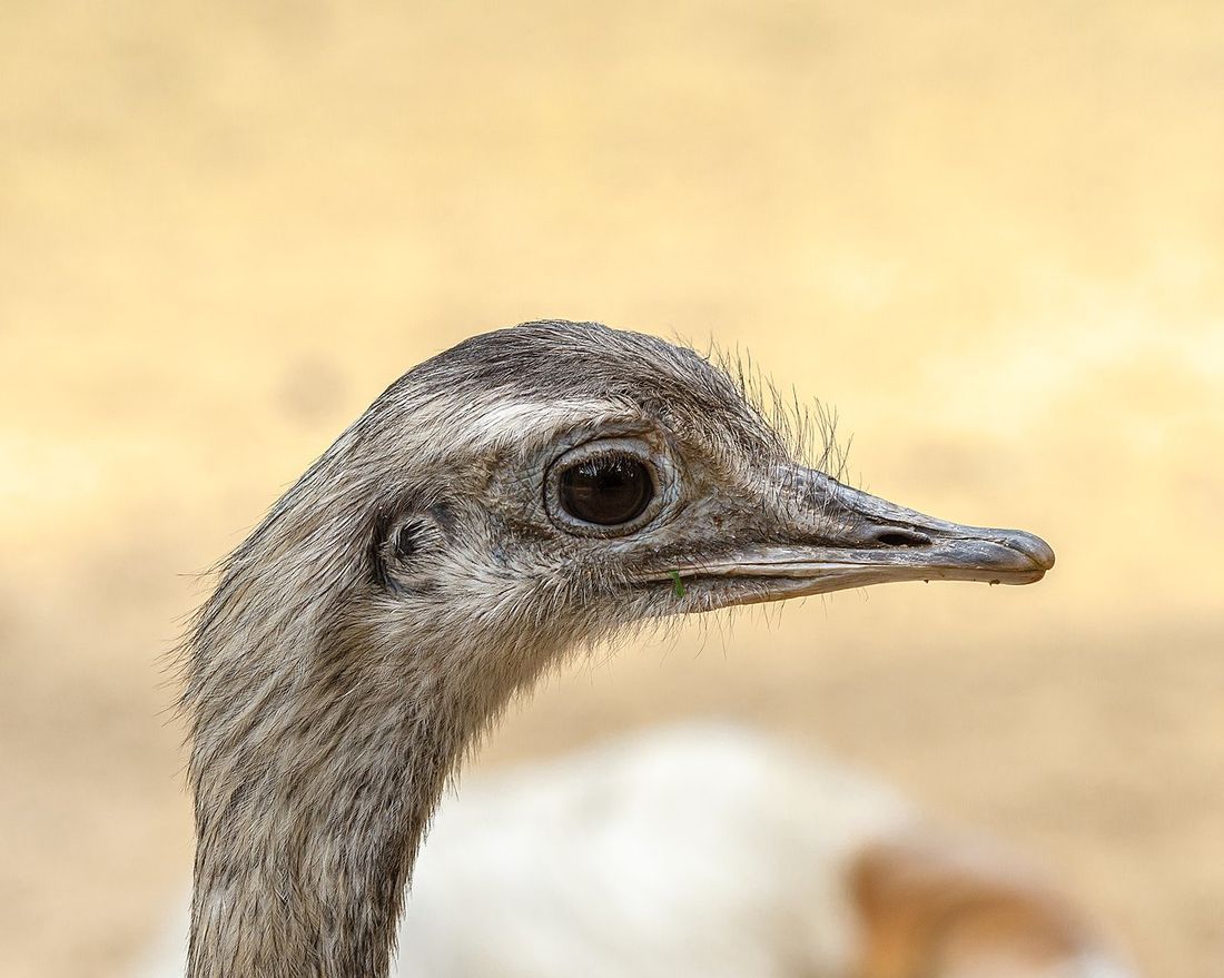 Nandu