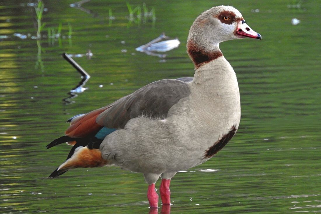 Nilgans